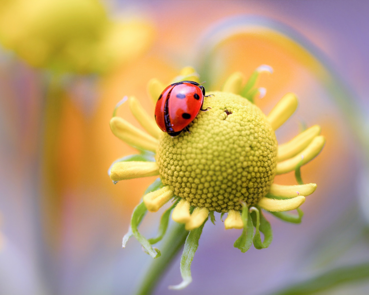 Красная божья коровка на цветке 