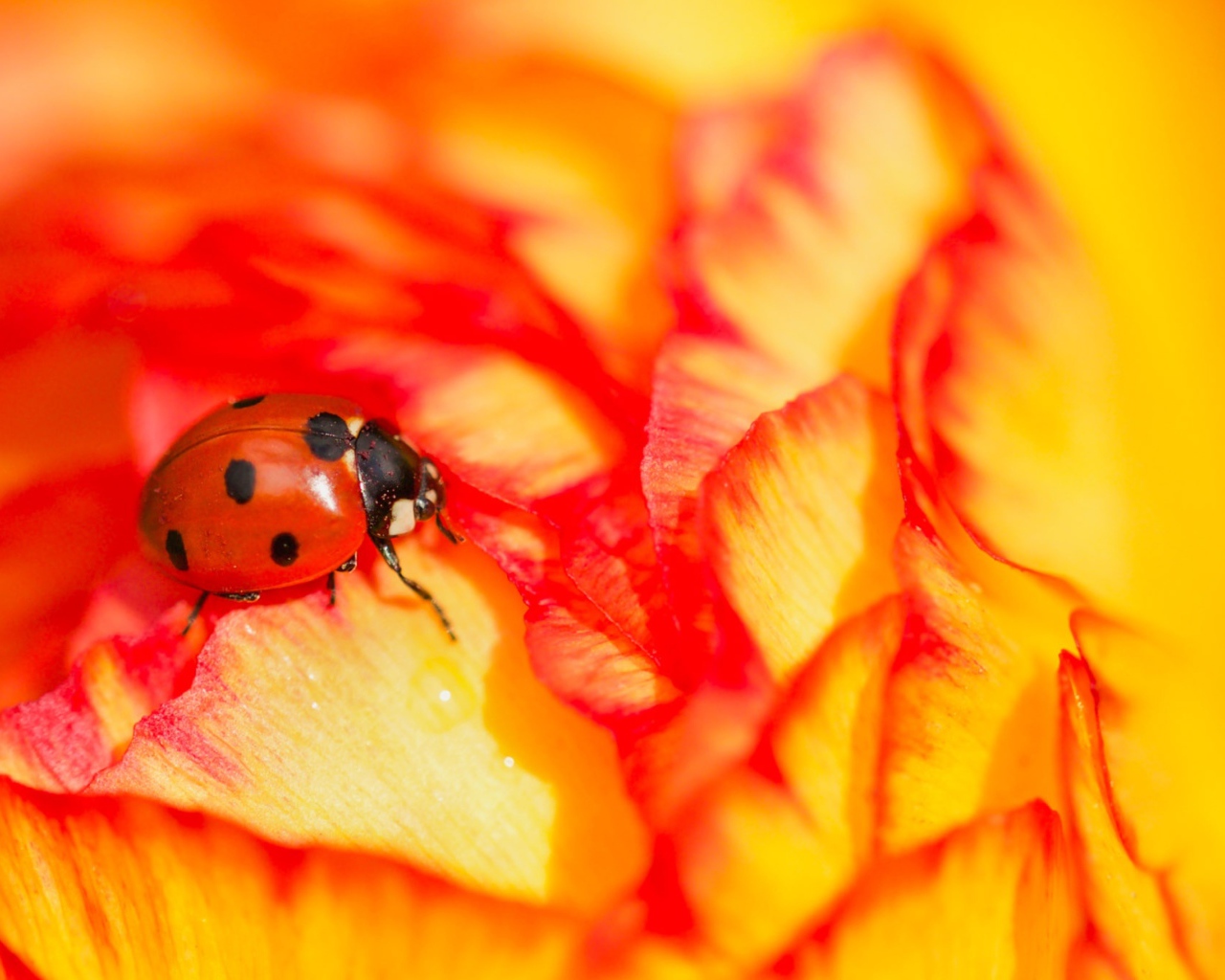 Красная божья коровка сидит на розе