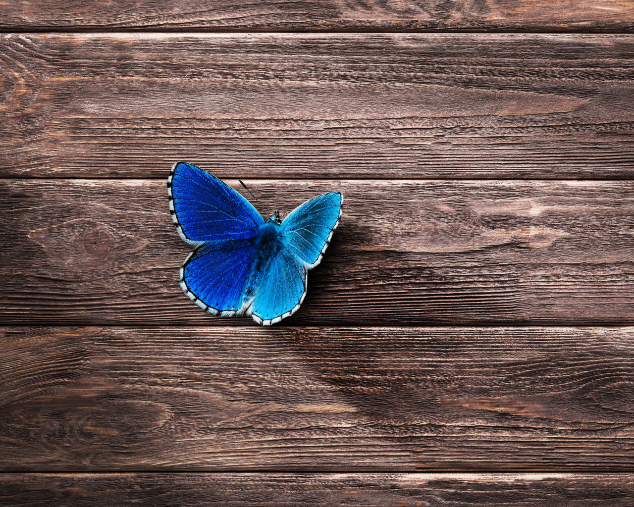 Маленькая синяя бабочка на деревянной поверхности
