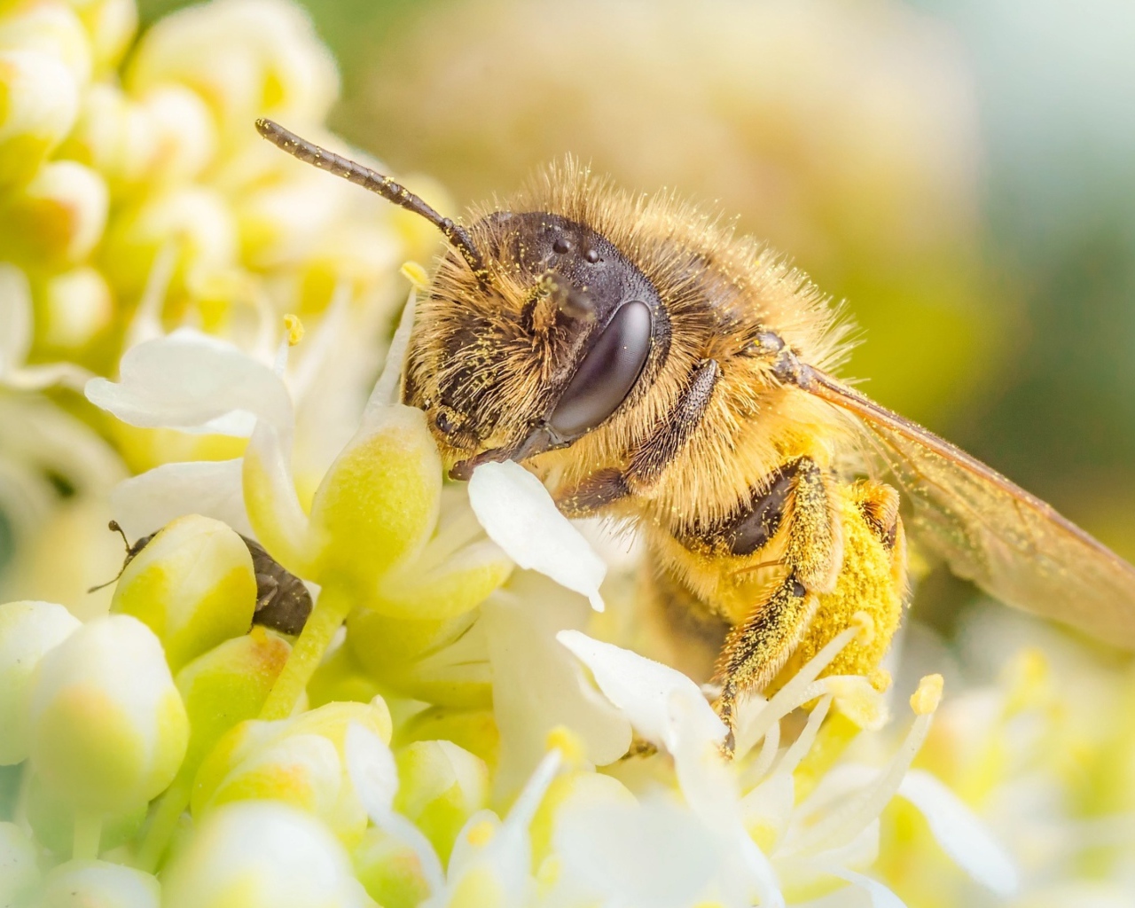 Пчела собирает нектар на белом цветке