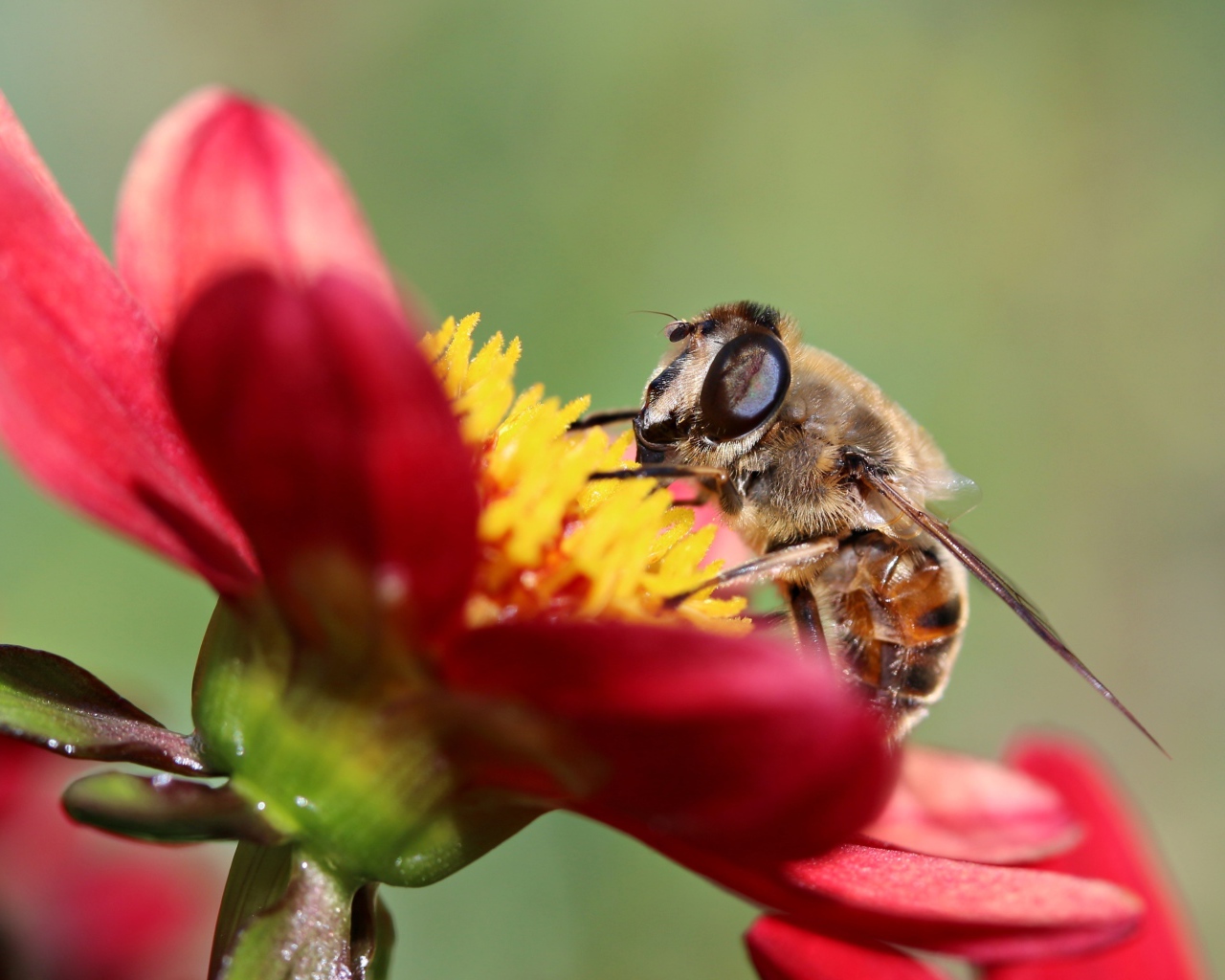 Пчела сидит на красном цветке георгины, макросъемка