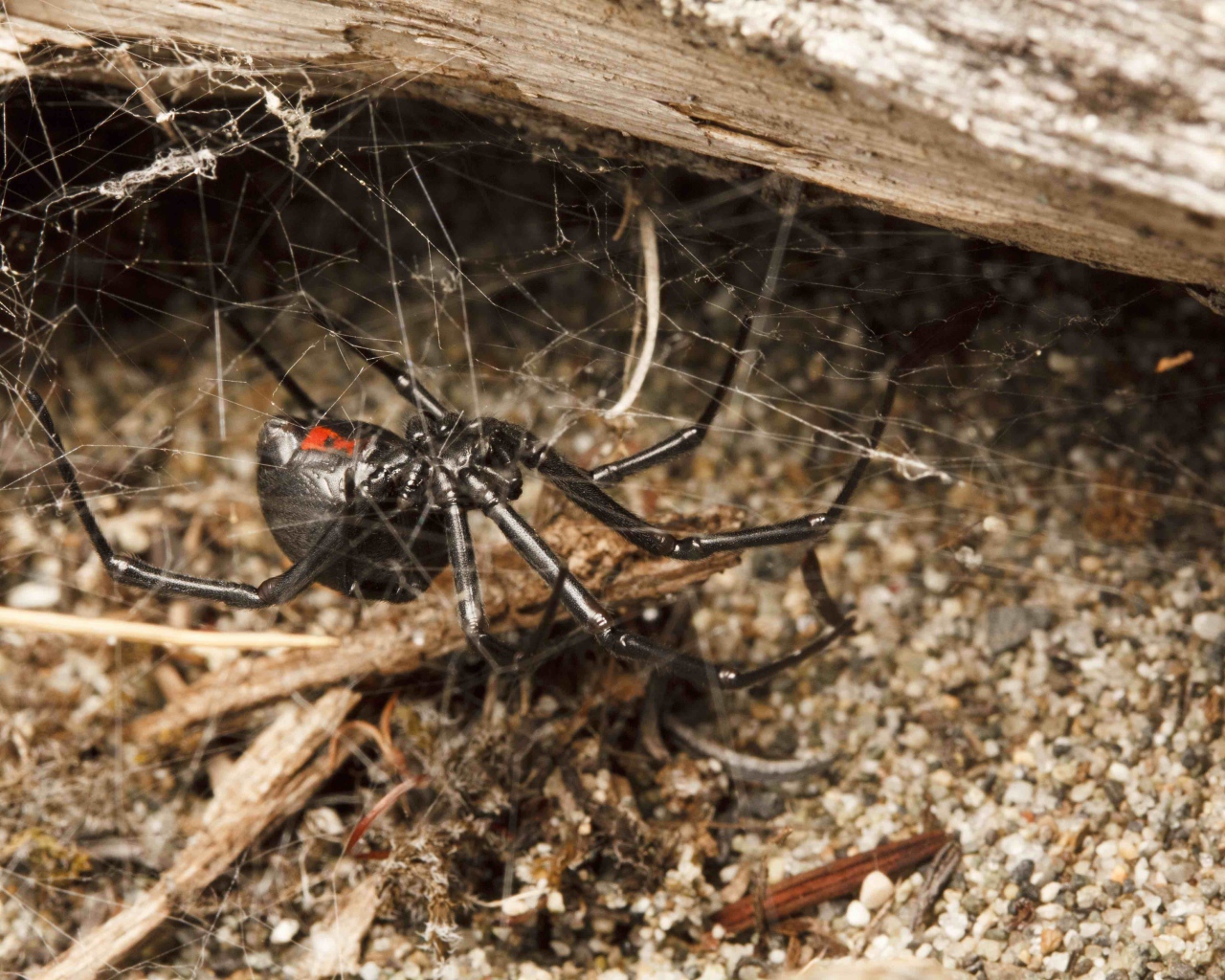 Большой черный паук на паутине