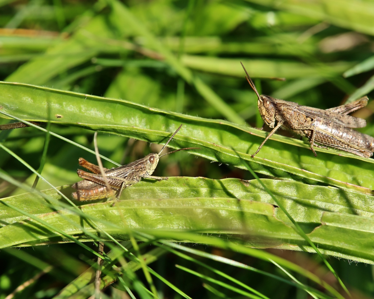 Два кузнечика сидят на зеленой траве