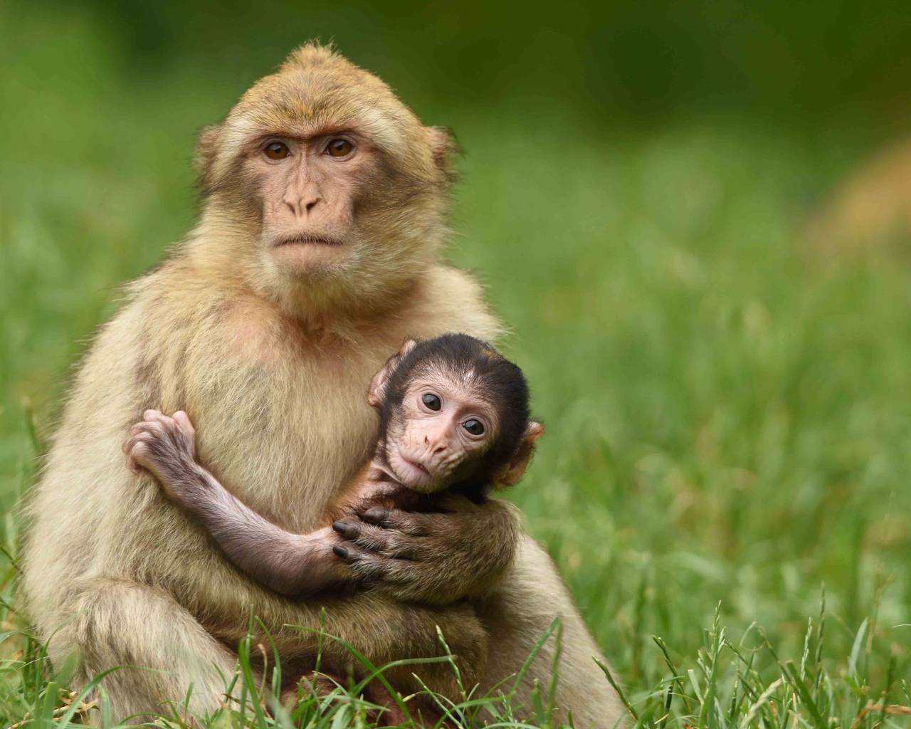 Маленькая обезьяна на руках у мамы 