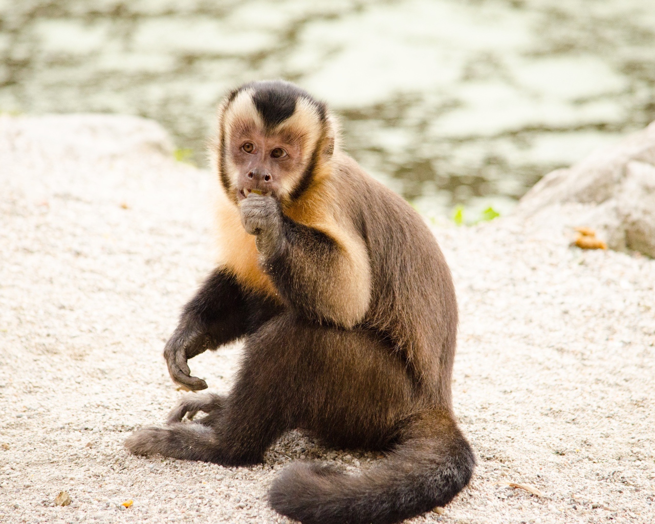 Обезьяна капуцин  сидит на песке