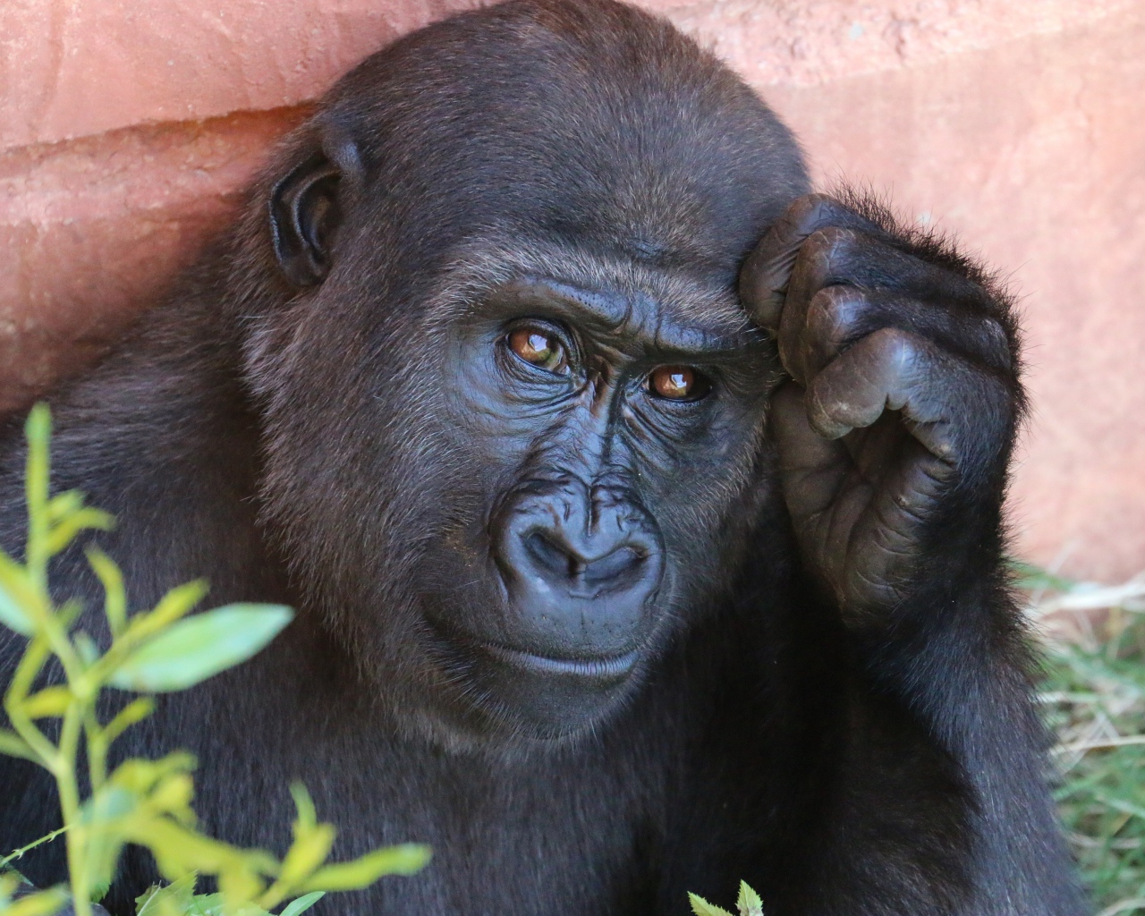 Умная горилла крупным планом