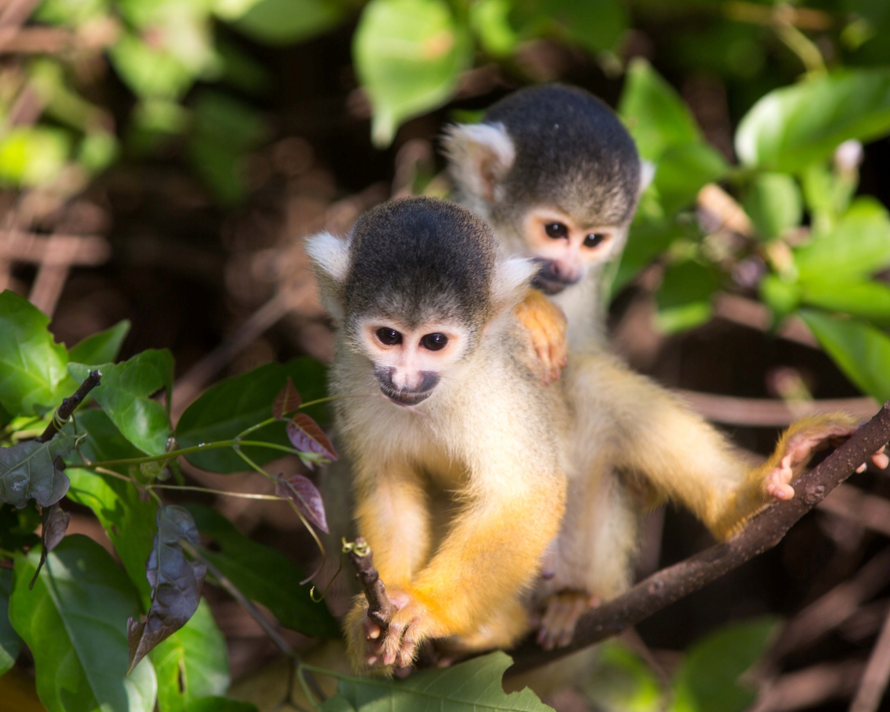 Две маленькие обезьянки на дереве