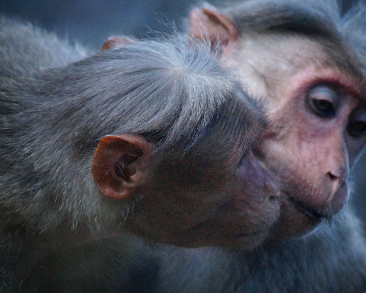 Две обезьяны обнимают друг друга