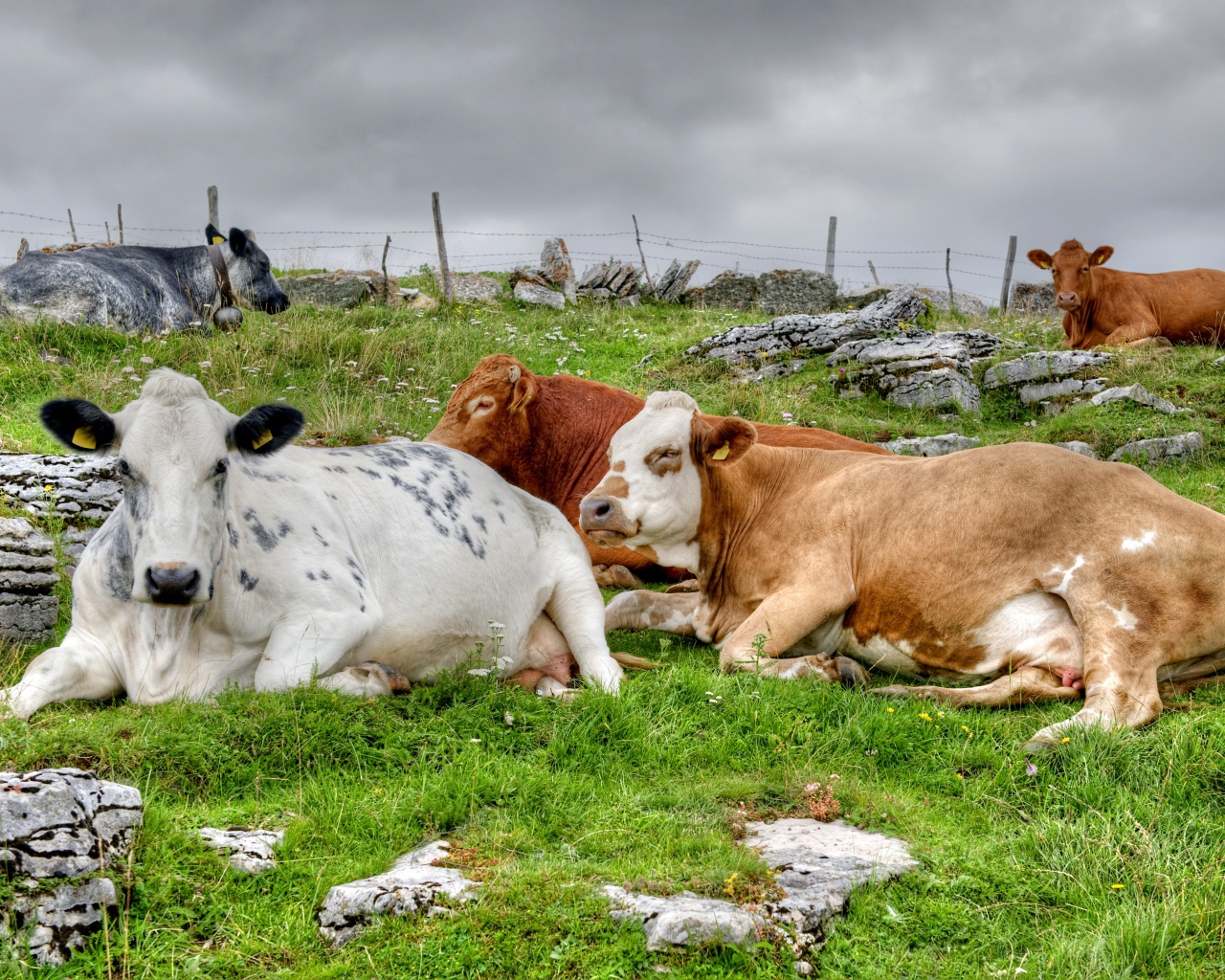Стадо коров отдыхает на пастбище