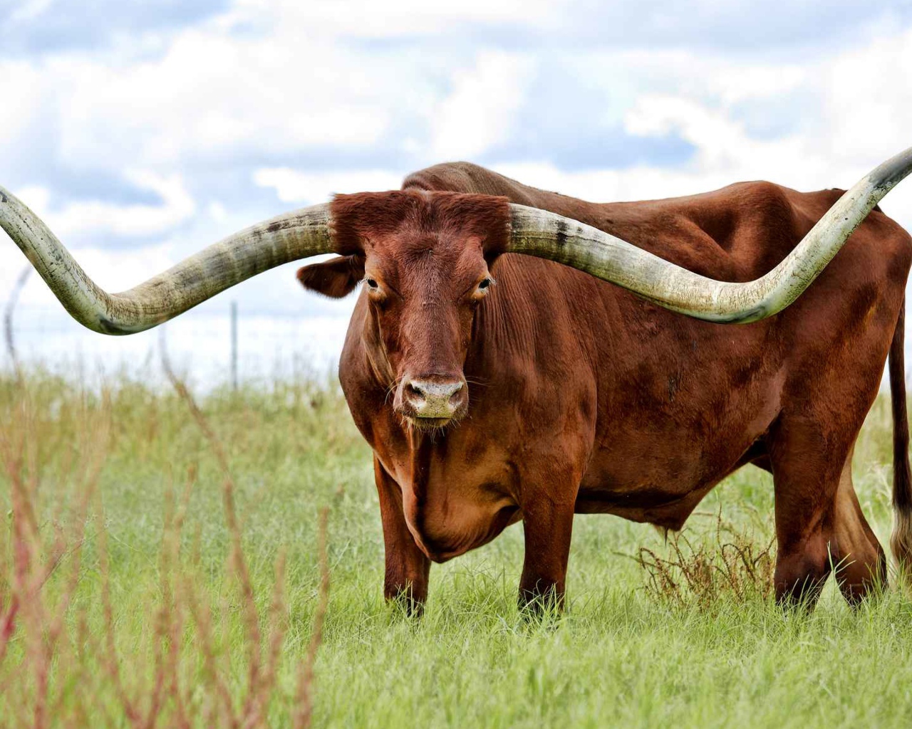 Коричневый бык с большими рогами