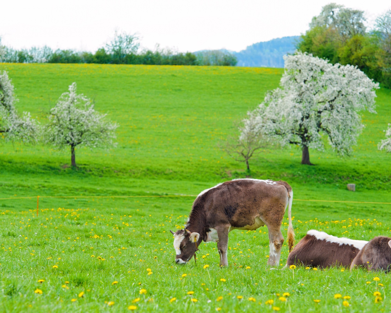 Коровы пасутся на зеленом лугу весной