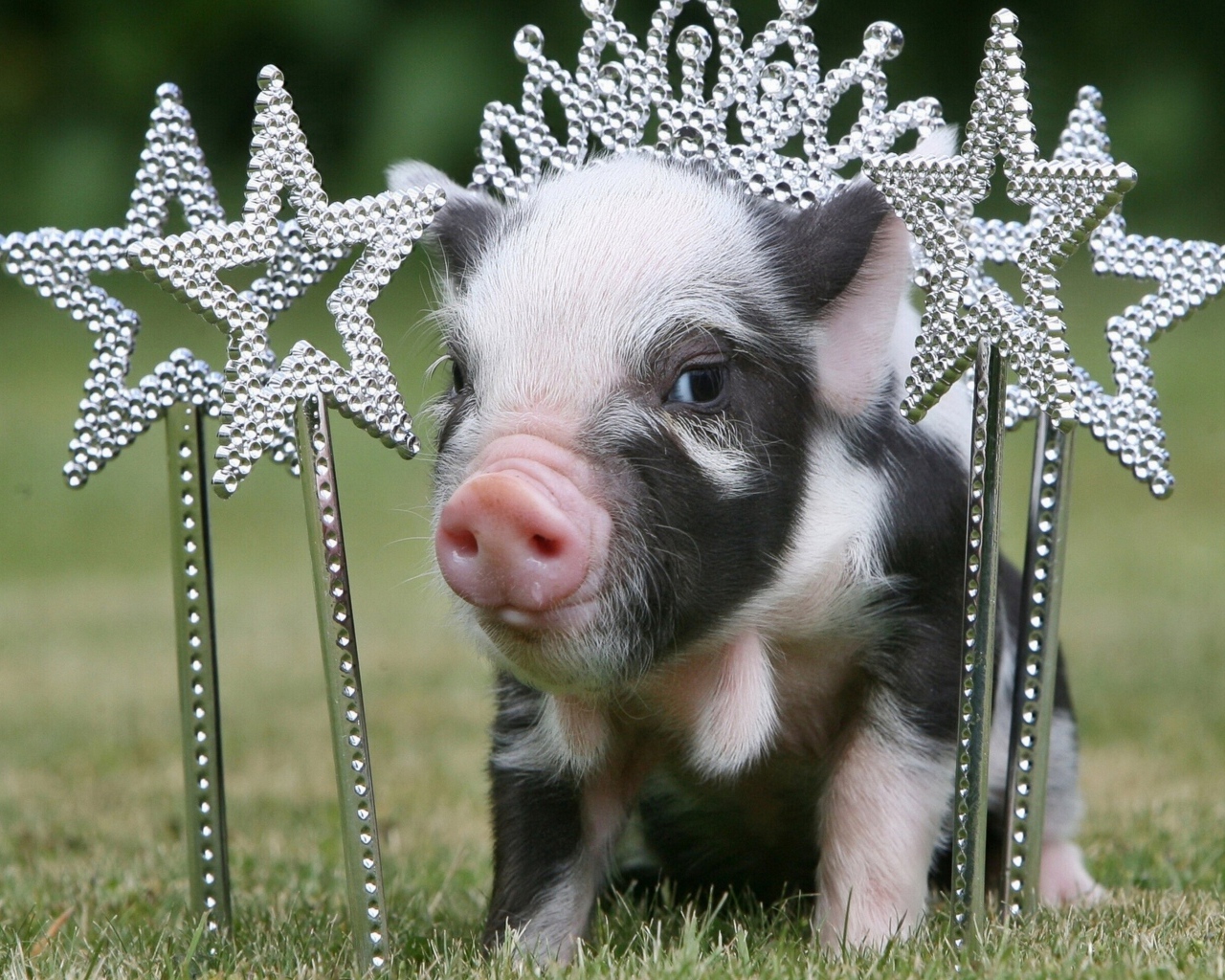 Маленький поросенок с украшениями
