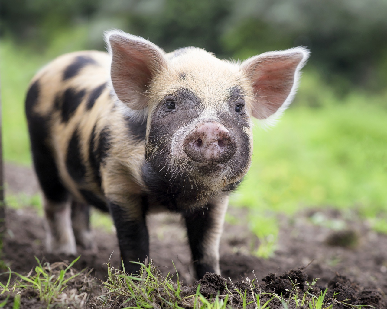 Забавный поросенок с грязным пятаком