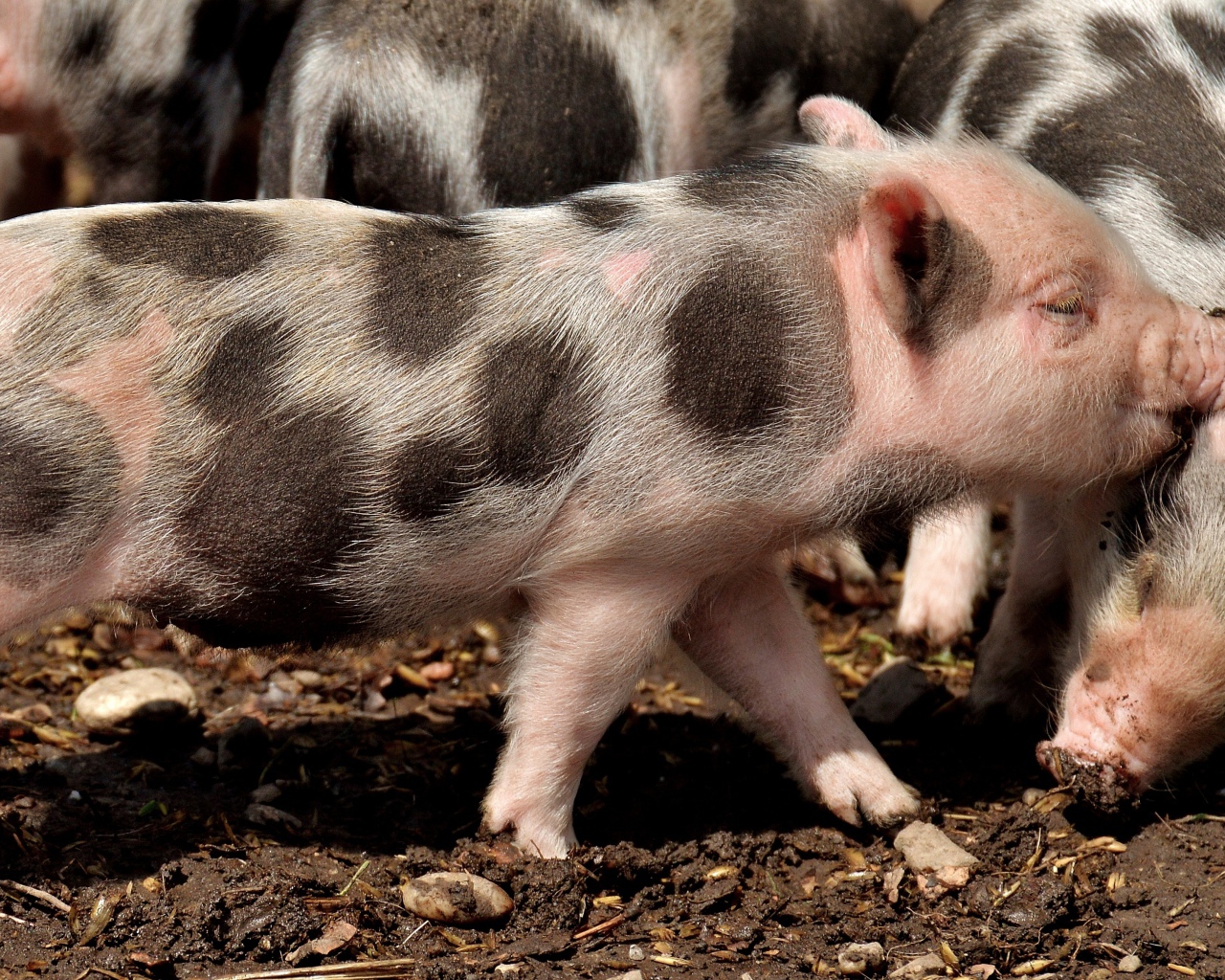 Забавные пятнистые поросята на земле