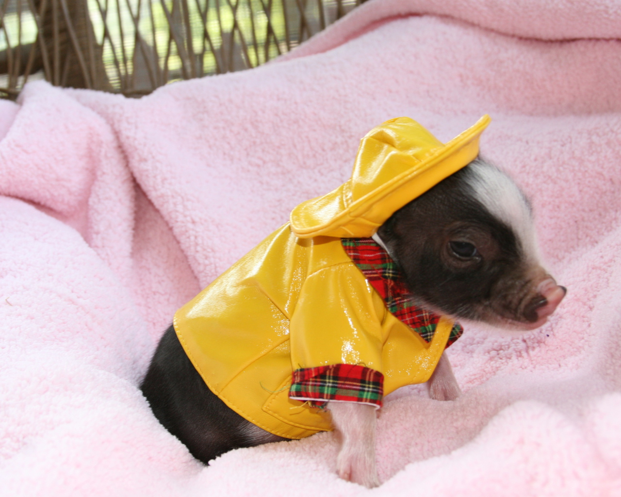 Маленький поросенок в желтом костюме, символ нового года 2019