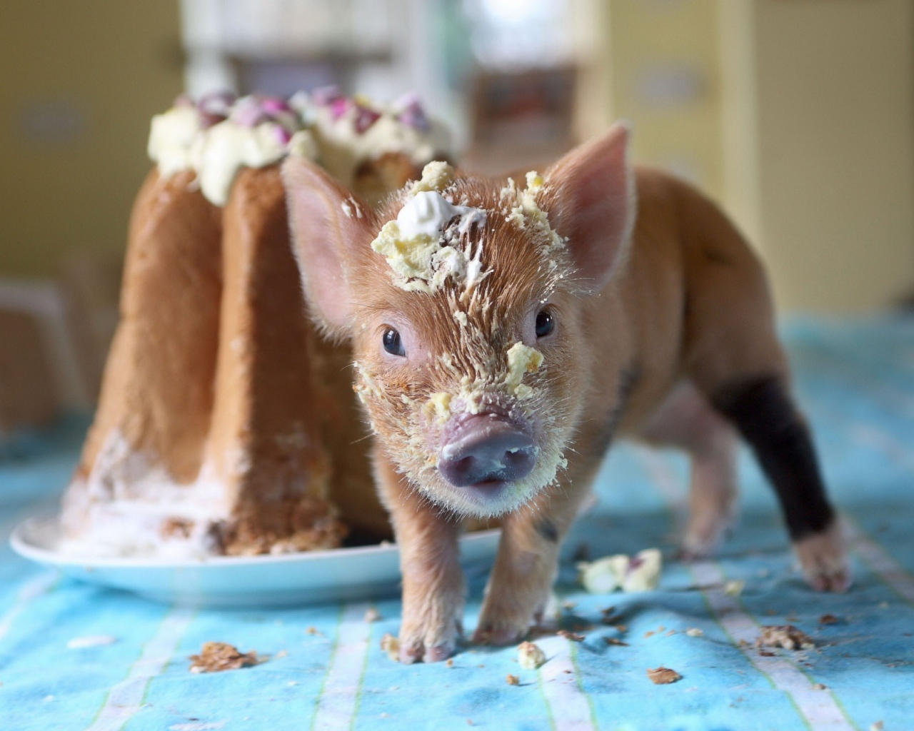 Маленький поросенок в креме из торта 