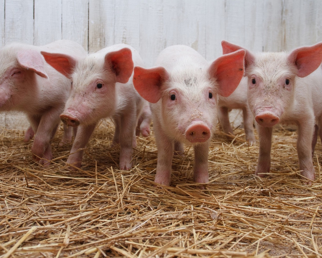 Маленькие розовые поросята в сарае