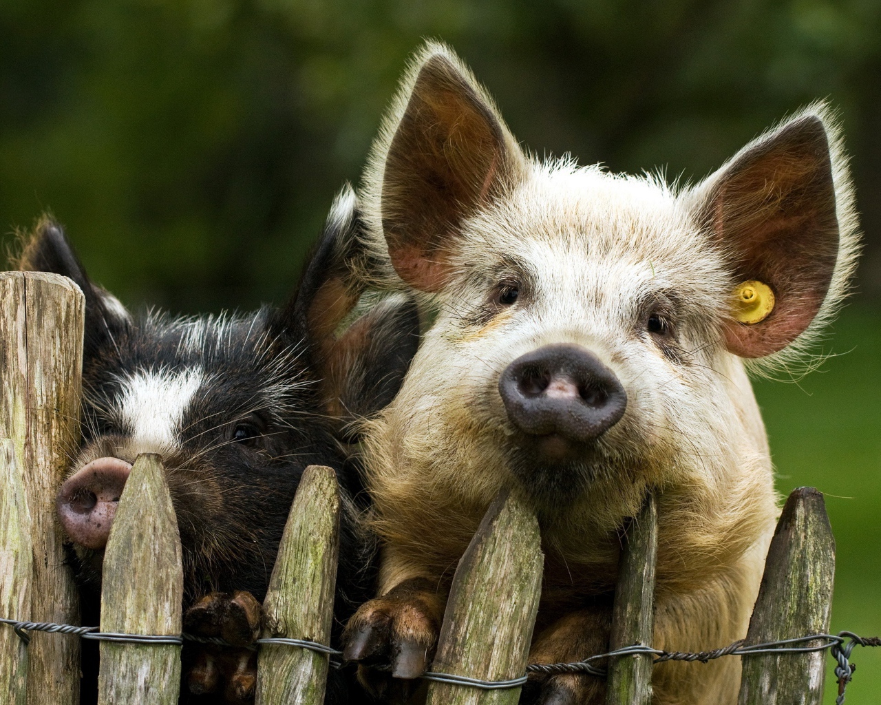 Две свиньи за забором