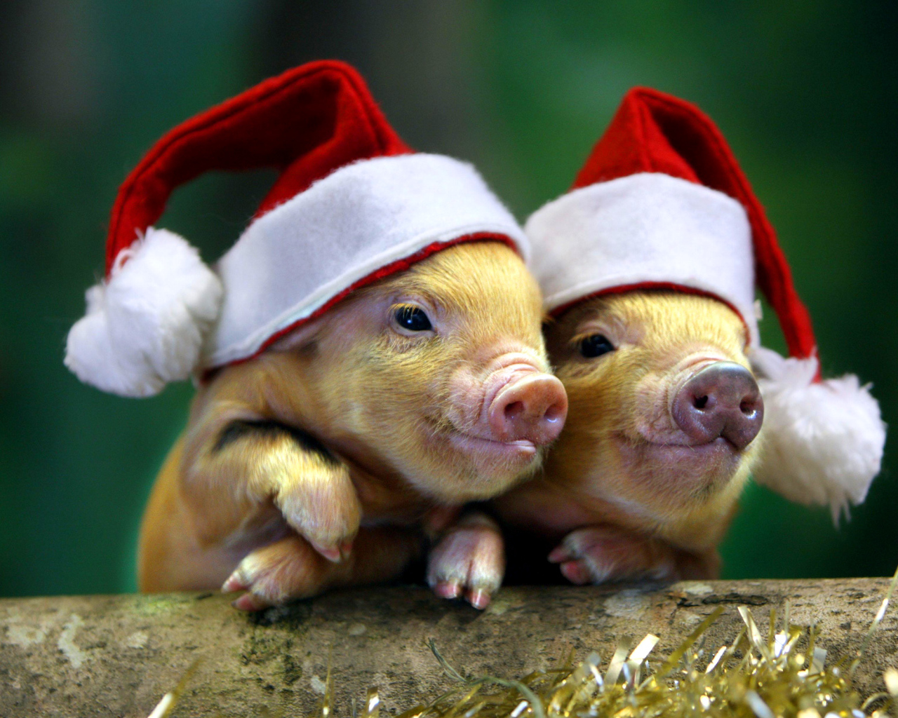 Два поросенка в новогодних шапках, символ нового года 2019 