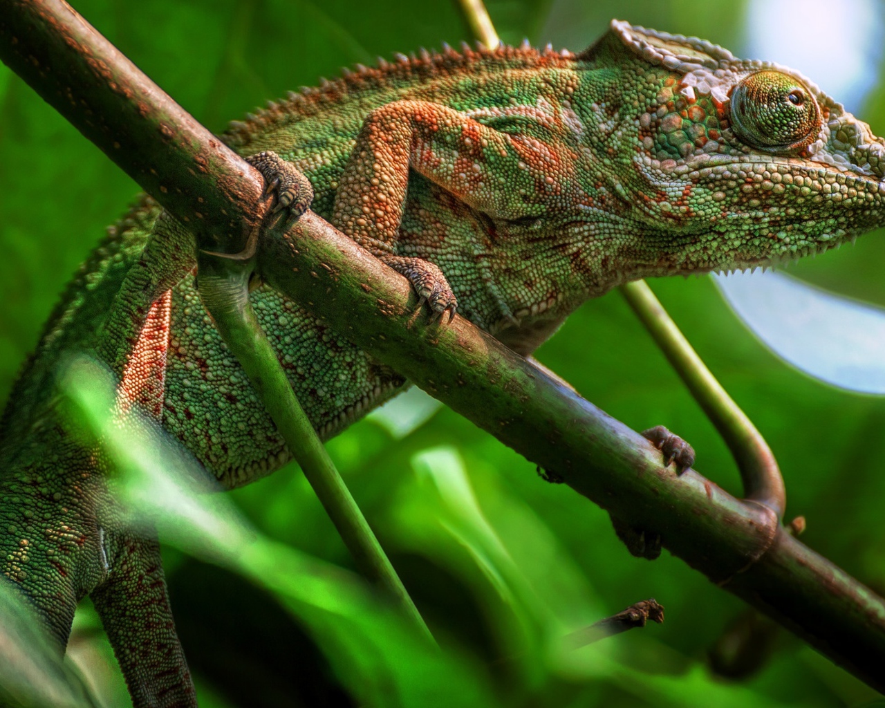 Большой зеленый хамелеон сидит на ветке