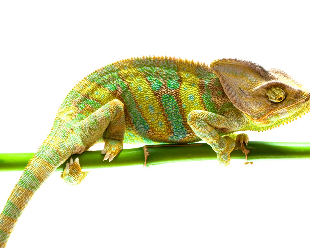 Красивый хамелеон на ветке на белом фоне