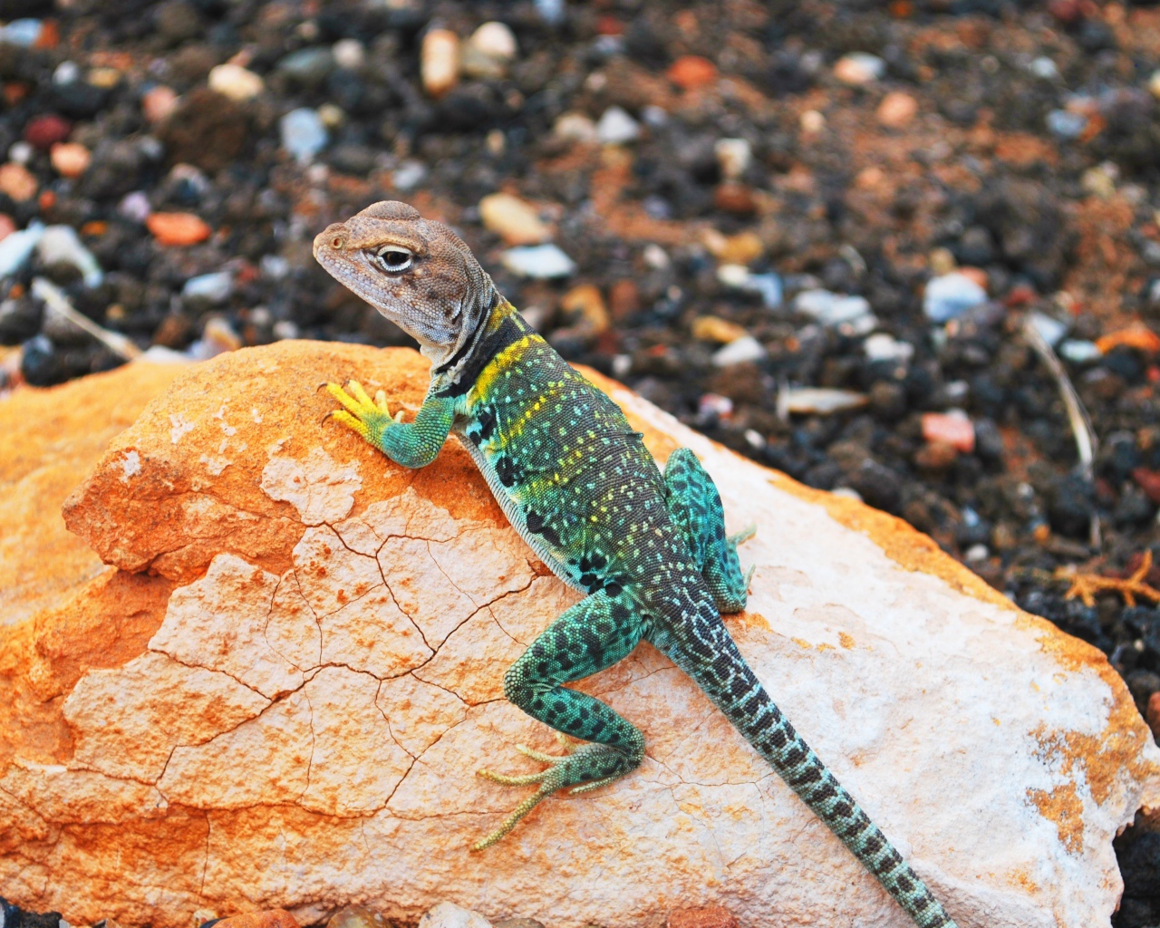 Красивая ошейниковая игуана на камне