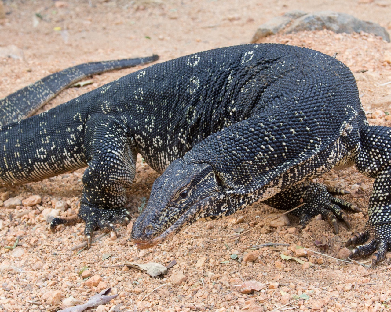 Большой дракон комодо  на песке
