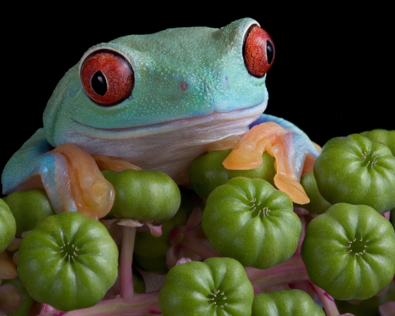 Большая зеленая лягушка с красными глазами