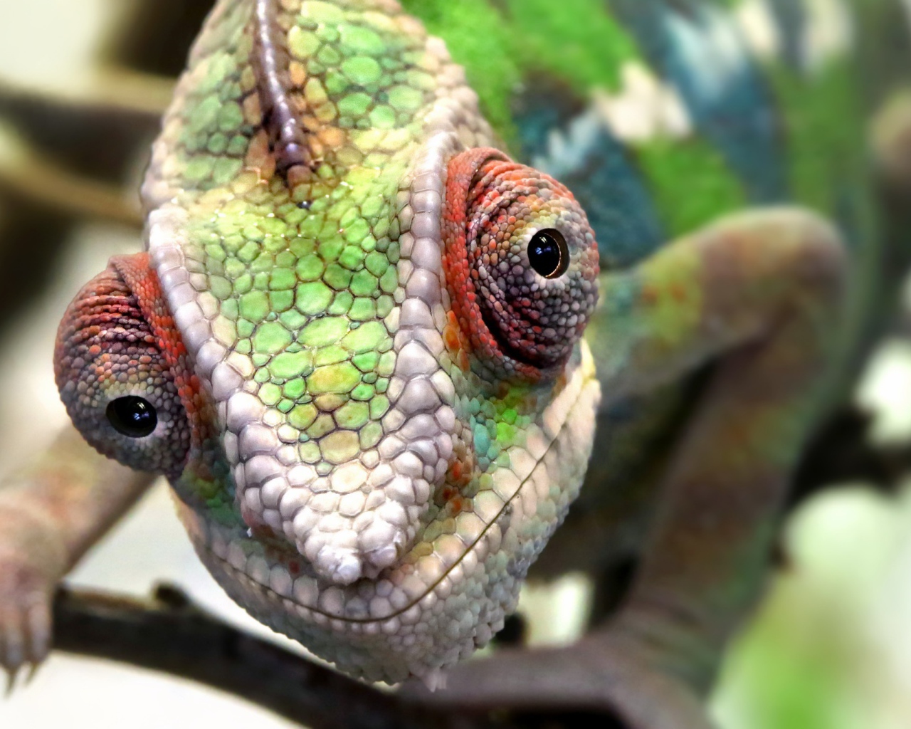 Голова хамелеона крупным планом