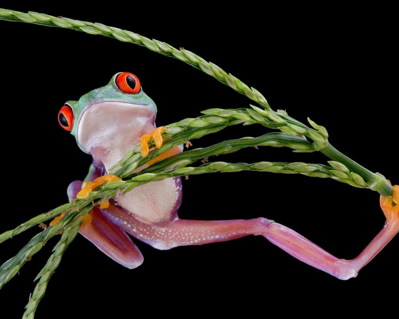 Лягушка висит на зеленом колоске на черном фоне
