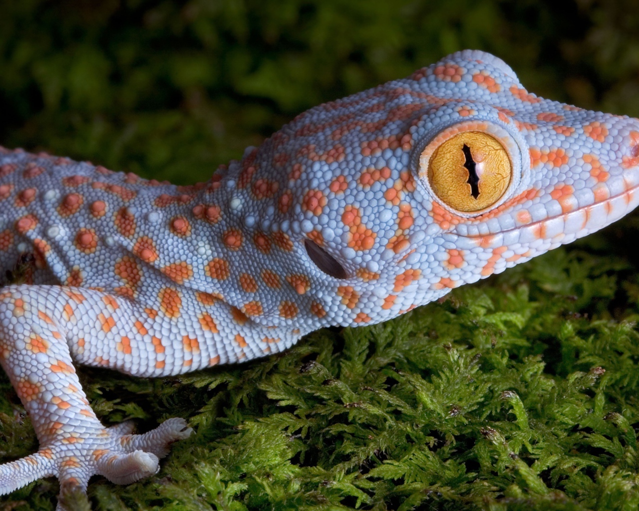 Геккон с большими желтыми глазами