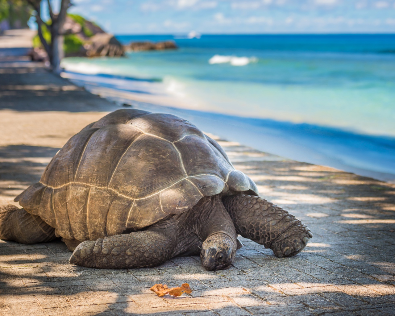 Гигантская черепаха на берегу