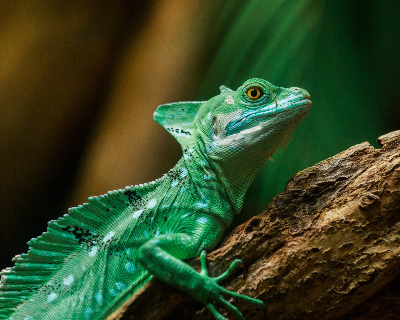 Зеленая игуана на стволе дерева