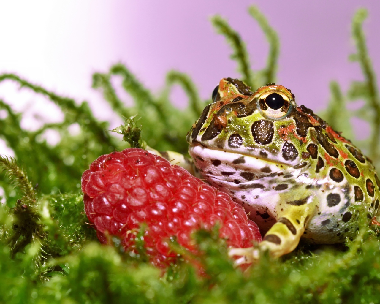 Рогатая жаба с большой спелой ягодой малины