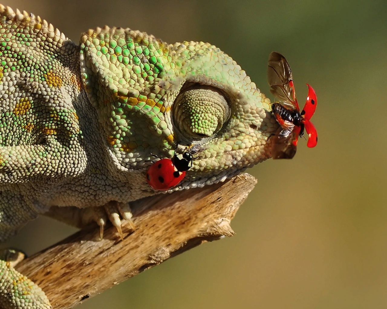 Божьи коровки сидят на зеленом хамелеоне 