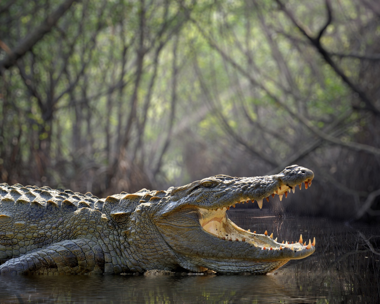 Большой крокодил с открытой пастью в воде 