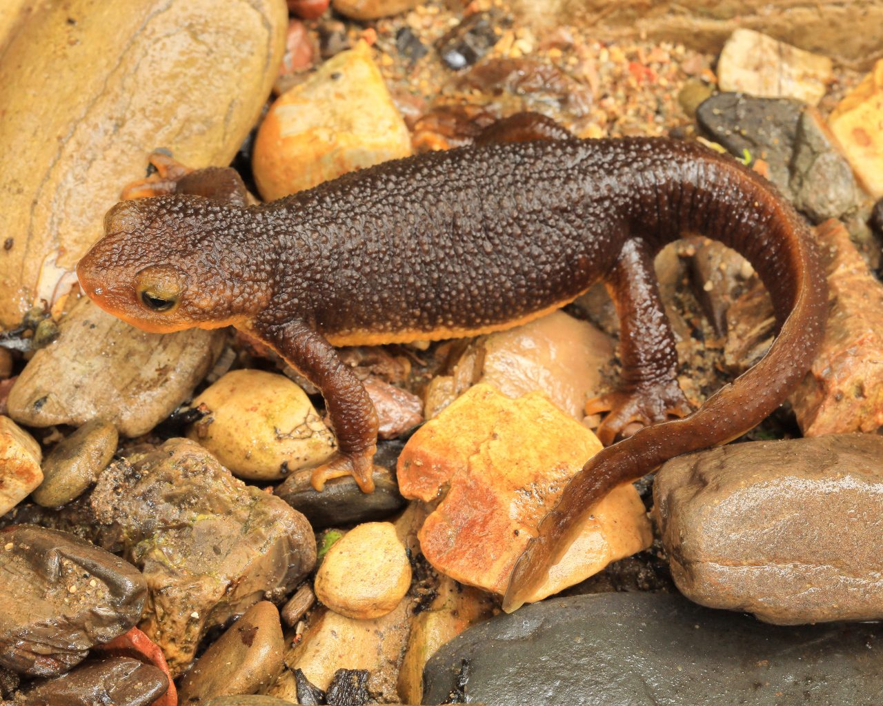 Маленькая коричневая ящерица на камнях 