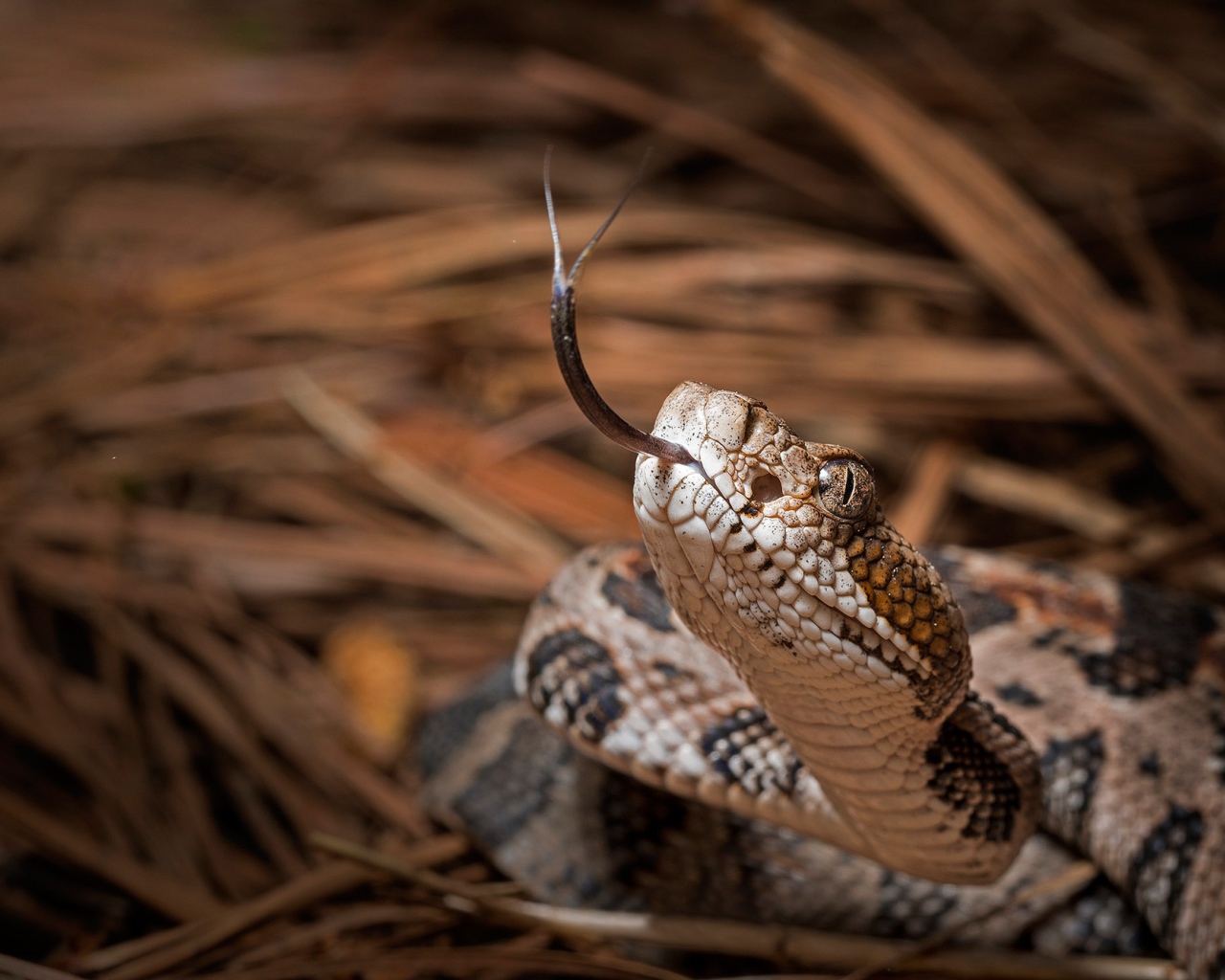 Змея с высунутым языком 