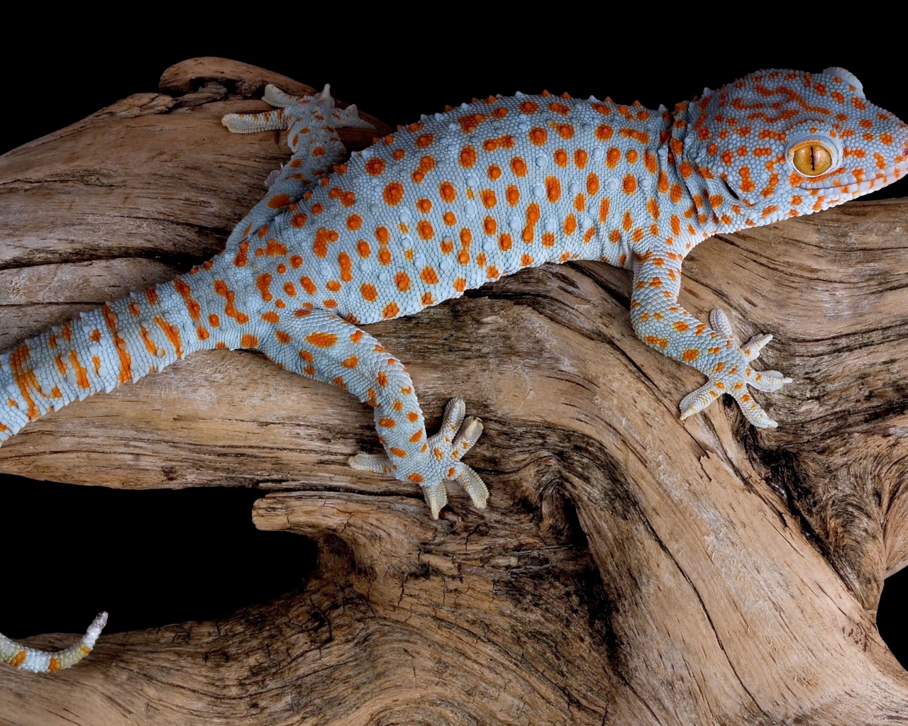 Голубой геккон Токи сидит на сухой коряге