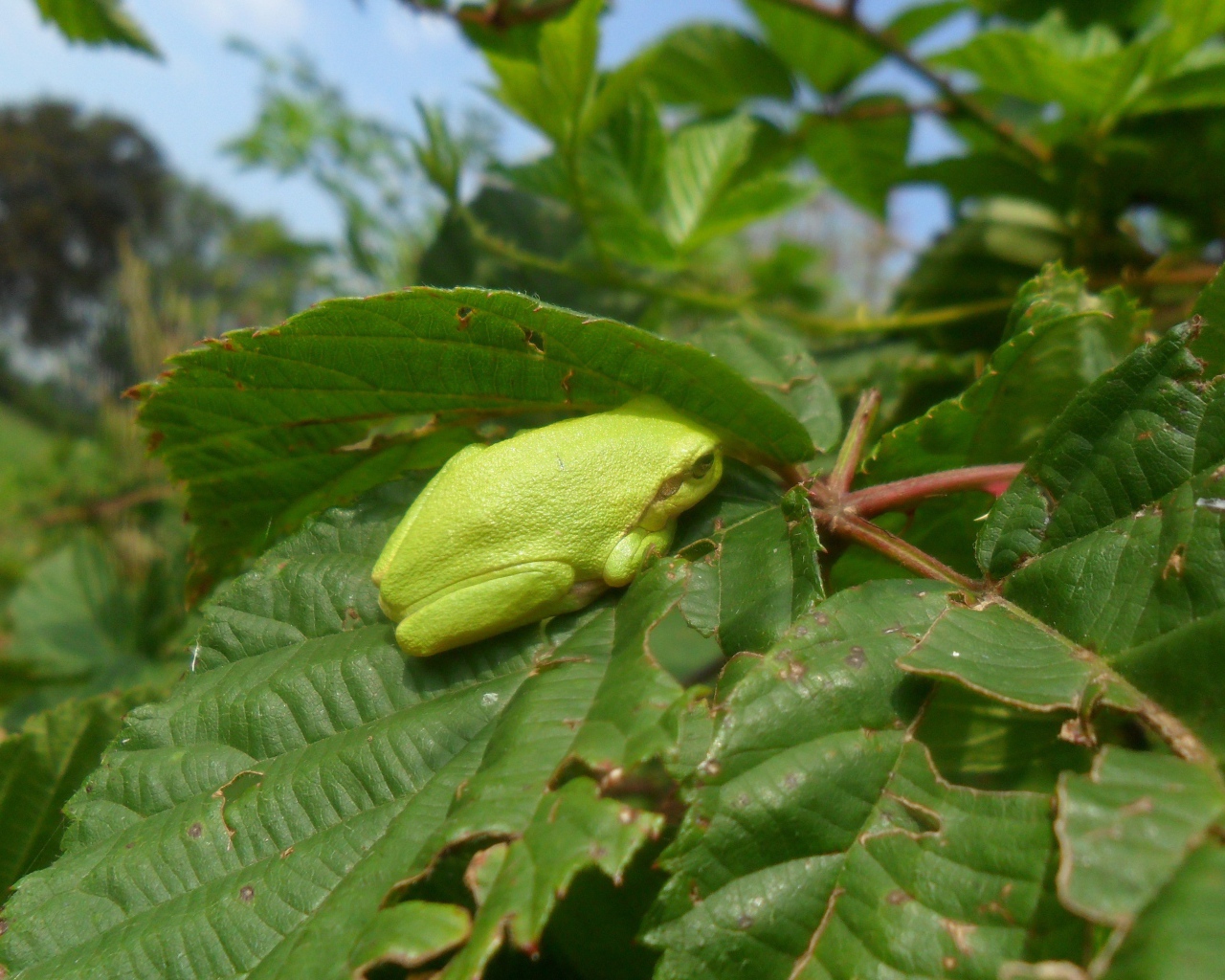 Зеленая жаба сидит на большом листе