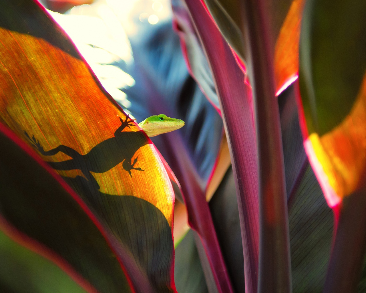 Маленькая зеленая ящерица сидит на большом листе