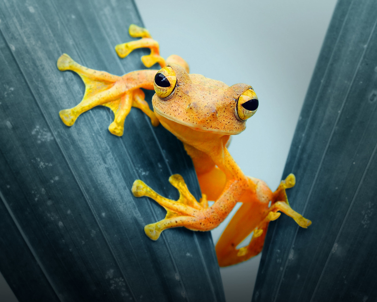 Оранжевая лягушка сидит на листе