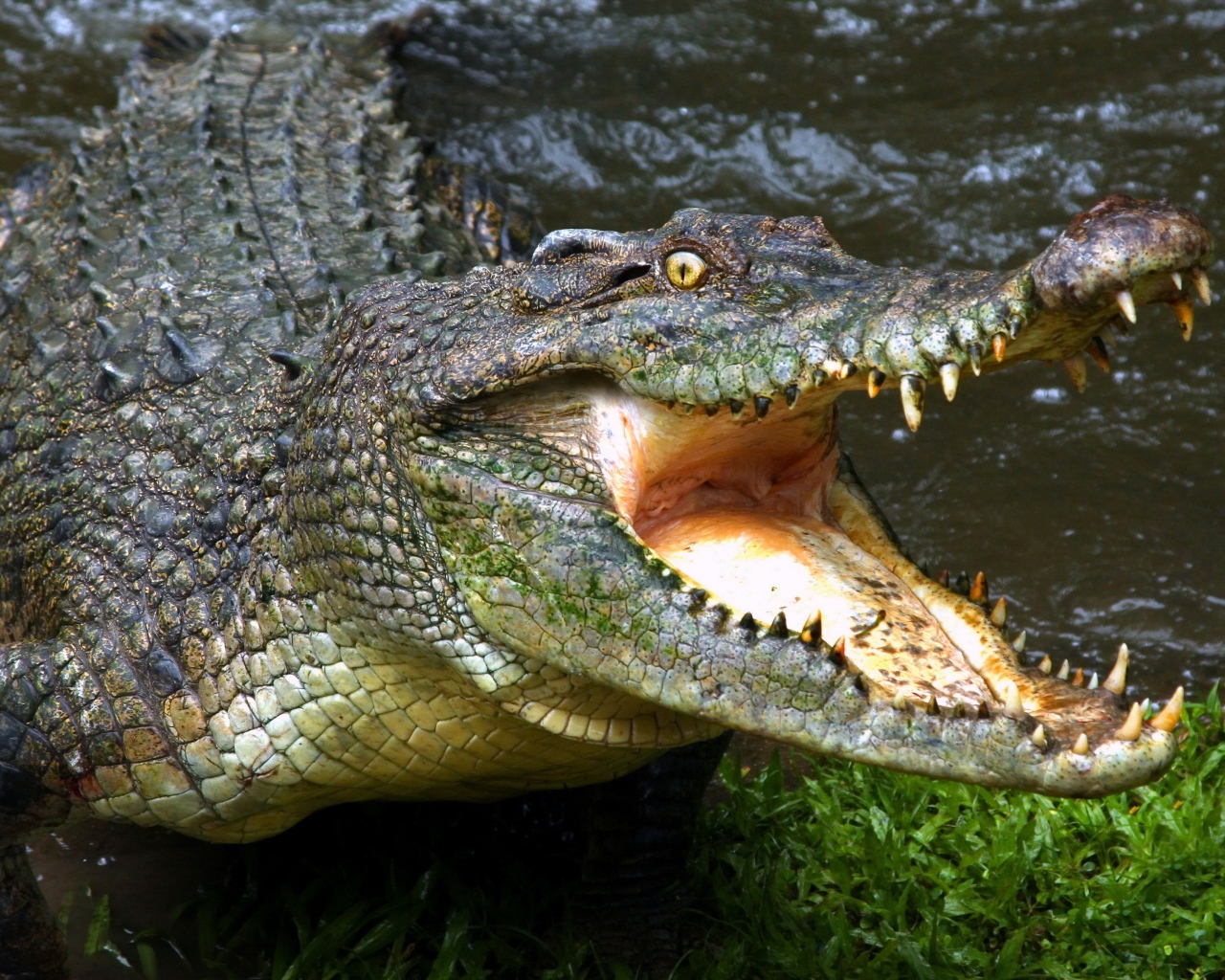 Зубастый крокодил с открытой пастью у водоема