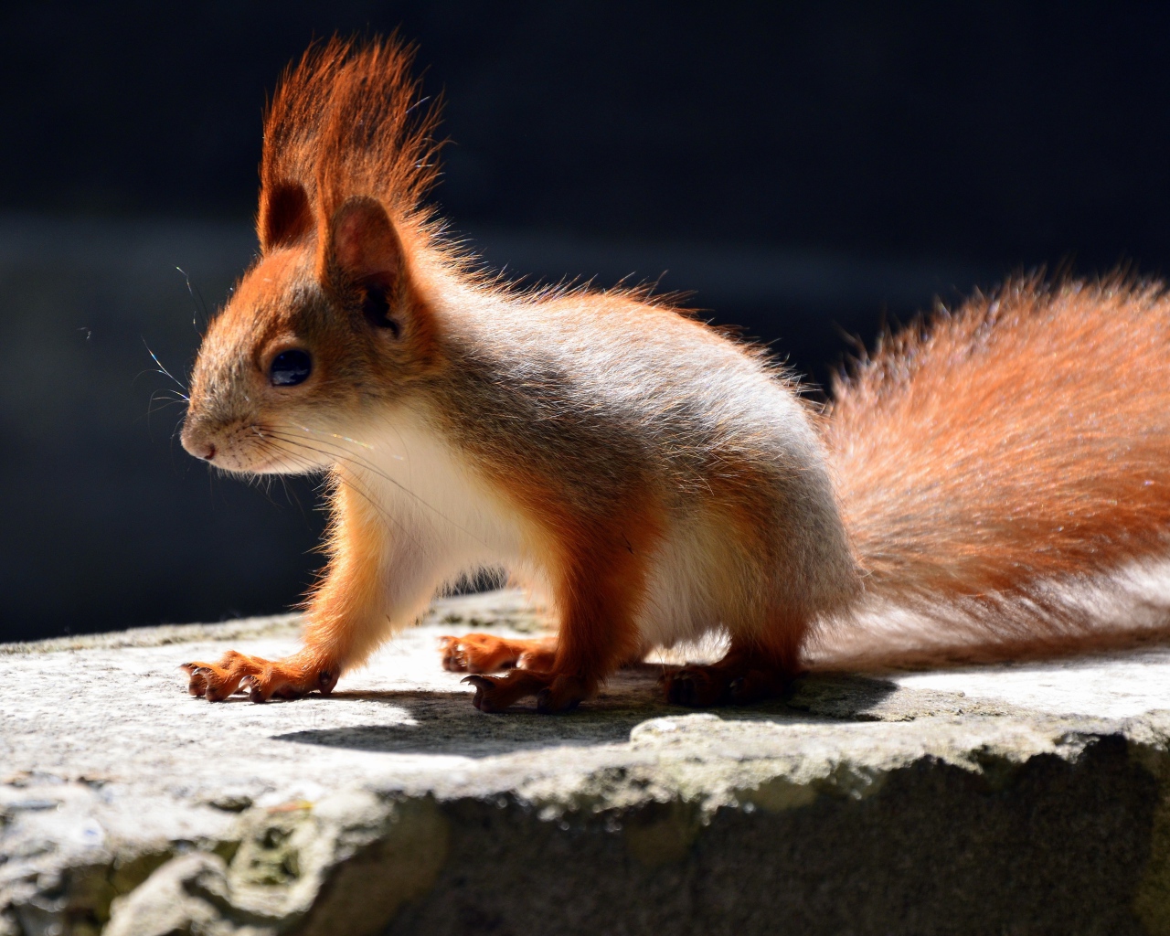 Маленькая белочка в лучах солнца