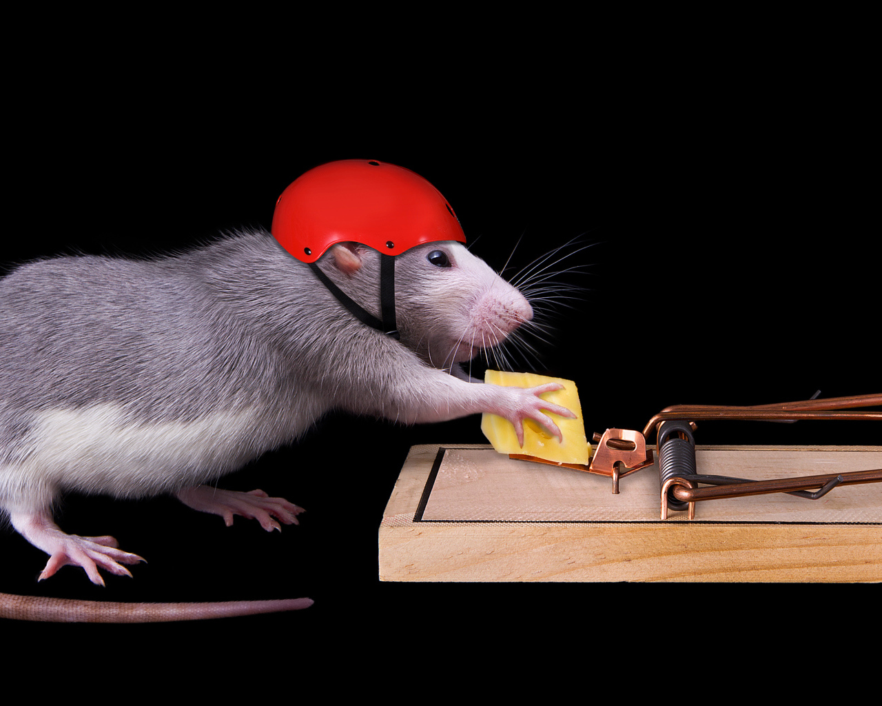 Крыса в шлеме ворует сыр из мышеловки