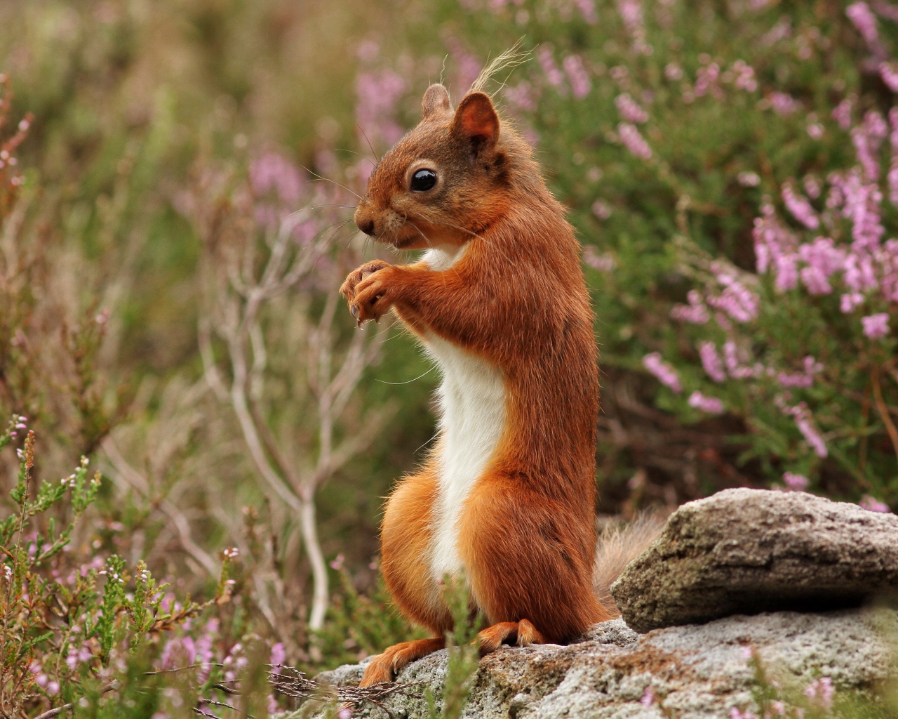 Маленькая рыжая белка стоит на камне