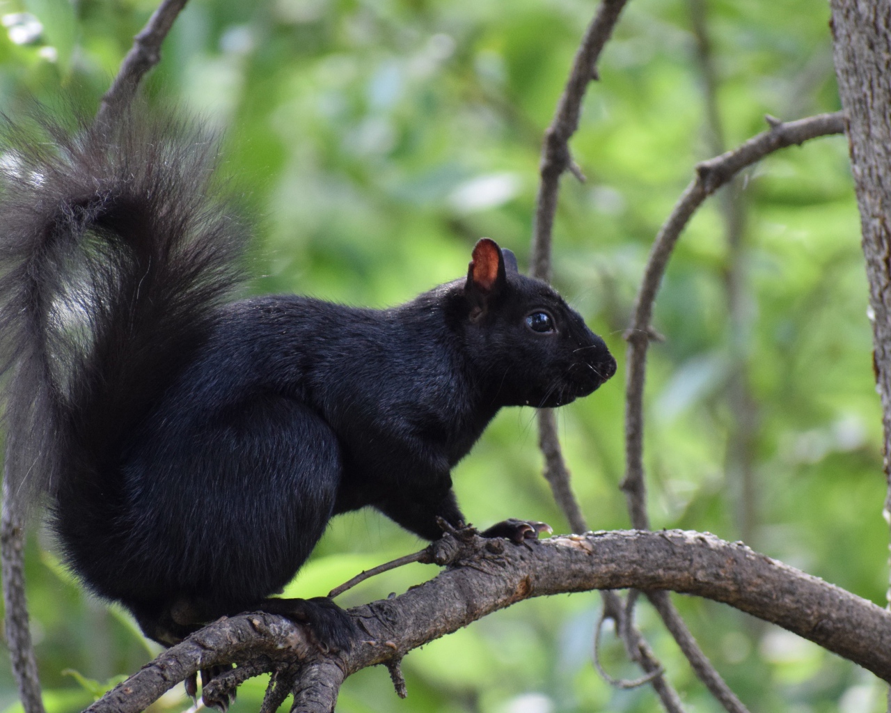 Черная белка сидит на ветке дерева