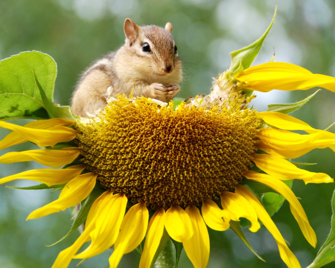 Бурундук грызет желтый подсолнух