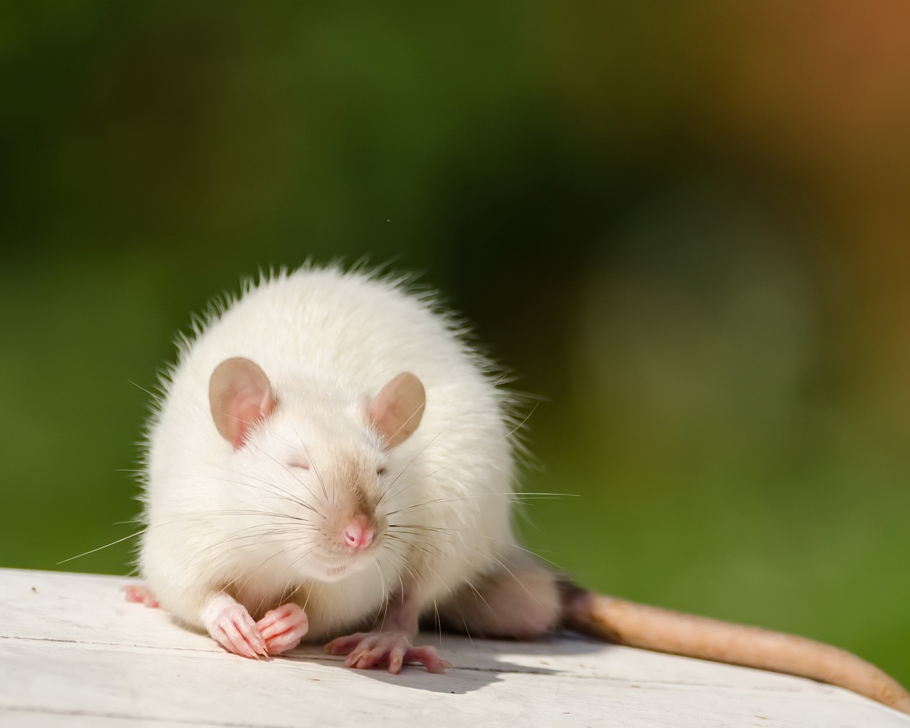 Декоративная белая крыса греется на солнце