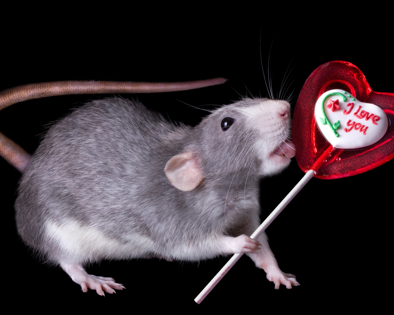 Серая крыса с леденцом на черном фоне